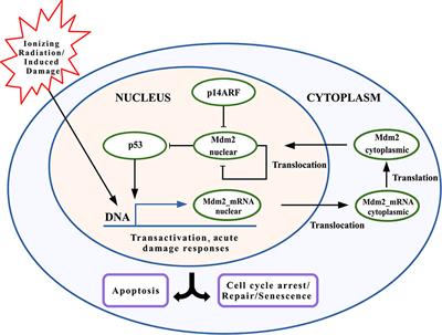 Pinning Control for the p53-Mdm2 Network Dynamics Regulated by p14ARF